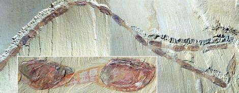 Complex Behaviour in Arthropods from the Cambrian