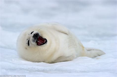 What an ice smile: Adorable two-week-old seal pups show their playful side under the watchful ...