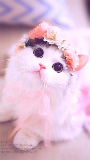 Pink kitty cute cat - Cute cat , Baby cats, Cute cat, Cat Pink Kawaii ...