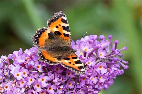 Tips for Growing Butterfly Bush (Buddleia davidii) - Garden Lovers Club