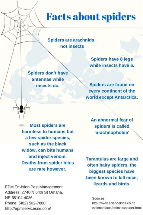 Facts about spiders