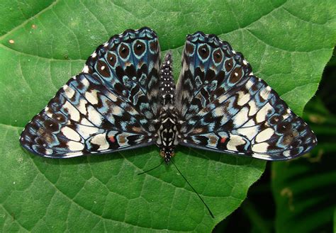 Butterfly Rainforest Moment, Orange cracker – Exhibits