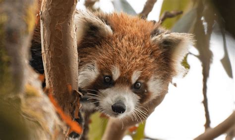 Human Lives Transformed Through Red Panda Conservation