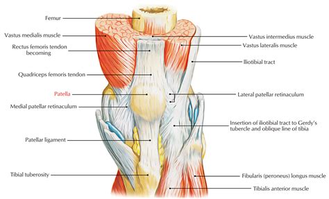 Patella (Knee Cap) – Earth's Lab