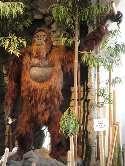 Gigantopithecus blacki: Why Earth's largest ape went extinct | Live Science