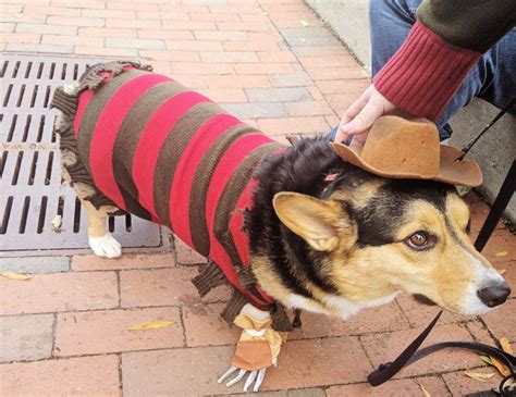 Corgi Costumes For Halloween! - Uncustomary