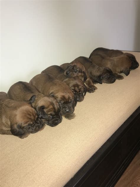 Bavarian Mountain Hound Puppies For Sale | Nashville, MI #341183