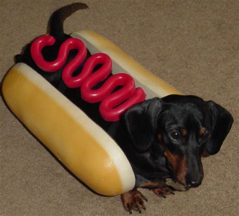 Miniature Dachshund Costume - Wiener Dog Hotdog! | HubPages