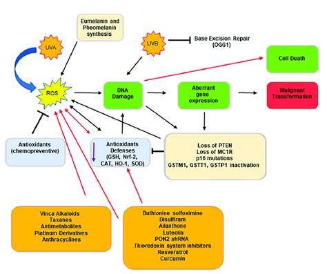 Schematic representation of malignant conversion of melanocytes in... | Download Scientific Diagram