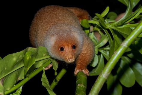 Common Spotted Cuscus Animal Facts | Phalanger maculatus - AZ Animals