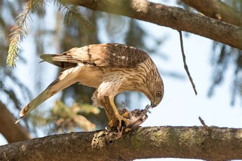 13 Types of Hawks in Florida with Pictures & Sounds | BirdJoy