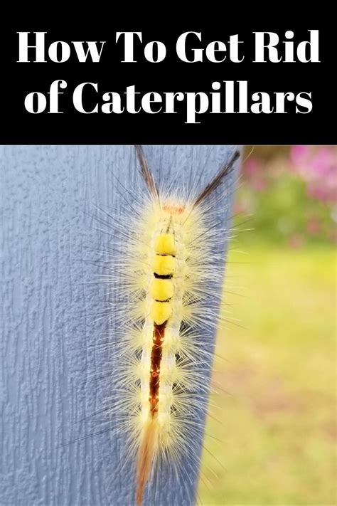 How to Get Rid of Caterpillars ~ Garden Down South | Caterpillar ...