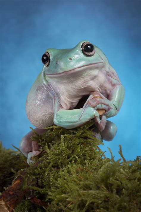 Whites tree frog by zarozinia | Whites tree frog, Green tree frog, Frog ...