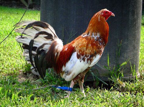 71 S I D Taylor Gamecock ideas | game fowl, rooster breeds, chicken breeds