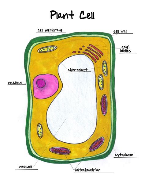 plant cell labeled Classical Conversations Cycle 1 | GCSE Science paper 1 | Pinterest