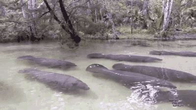 Followers Manatee GIF - Find & Share on GIPHY