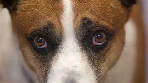 Puppy dog eyes: Dogs evolved eyebrow muscle to help bond with humans