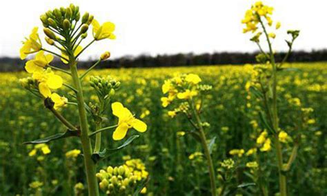 Self-sufficing in Oilseed Crops Production: A Need of the Day | Voice of Journalists