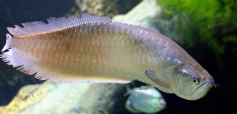 Arowana Fish | Arowana Fish Tank | Silver Arowana | DiscusGuy