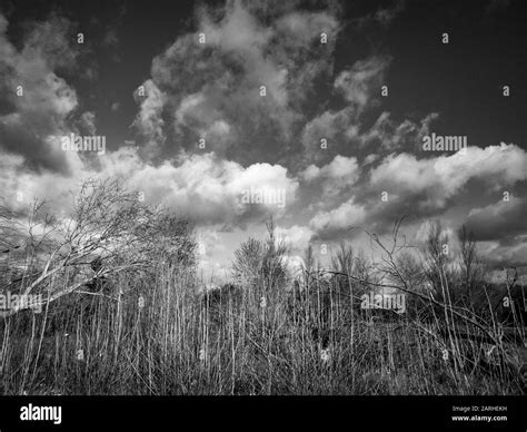 New tree shoots Black and White Stock Photos & Images - Alamy