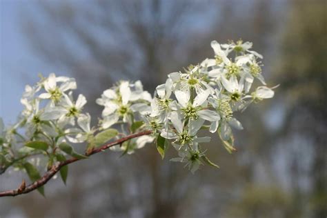 Serviceberry - Learn About Nature