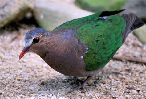 Burung Punai or Green Wood Pigeon | Flickr - Photo Sharing!