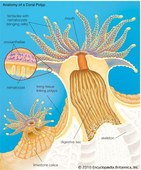 The White Reef: Earth’s Fading Corals