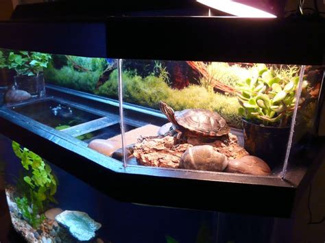 Turtle Tank... Squirt .. | Fish tank Ideas | Pinterest