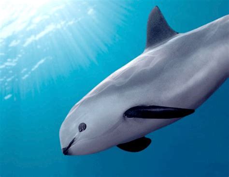 Vaquita | Critically Endangered | Endangered animals, Rare animals, Nearly extinct animals