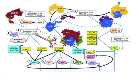 | Regulation of myosin light-chain phosphatase (MLCP) through ...