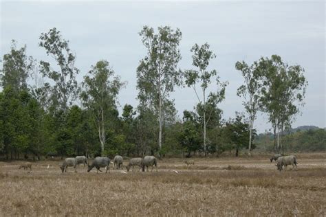 Cát Tiên National Park – Dong Nai Province, Vietnam