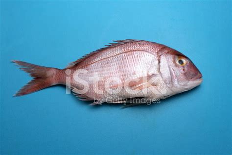 Fish Gilthead Blue Stock Photo | Royalty-Free | FreeImages