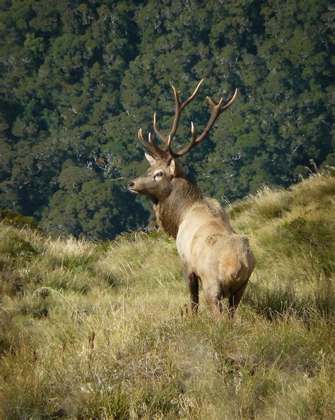 Wapiti – Fiordland Wapiti Foundation