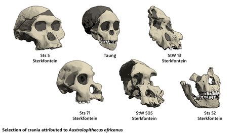 Guide to Australopithecus species