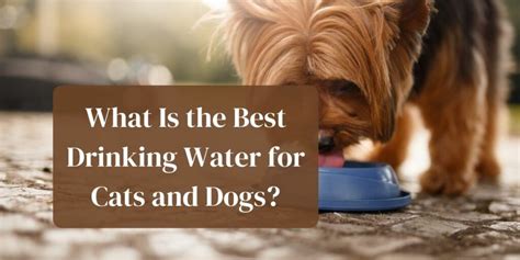 What Is the Best Drinking Water for Cats and Dogs (and other Pets ...