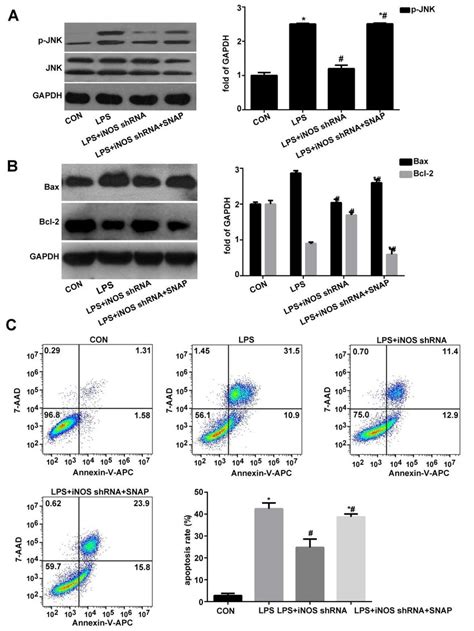 The effect of NO on the apoptosis in A549 cells induced by LPS is... | Download Scientific Diagram