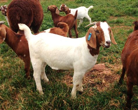 Individual Record at Cane Run Creek Boer Goats