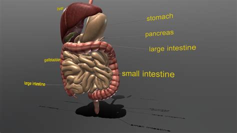 Digestive System