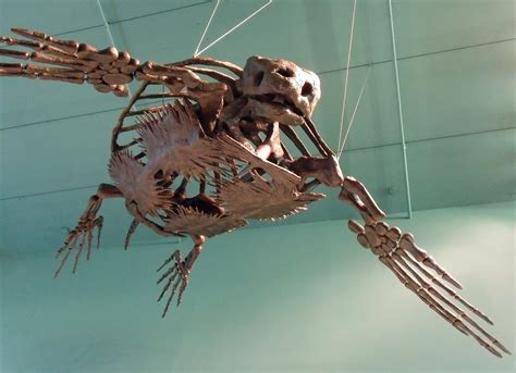 File:Big fossil turtle.jpg - Wikipedia