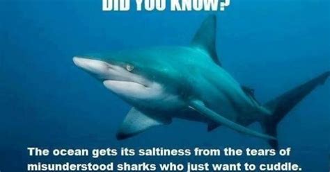 animals, sharks | Goofy Animal Photos | Pinterest | Shark