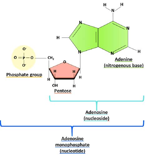 Nucleoside Structure