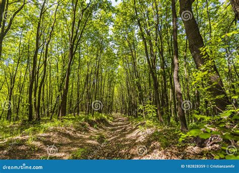 Sunlight in the Green Forest Stock Image - Image of wilderness, mist: 182828359