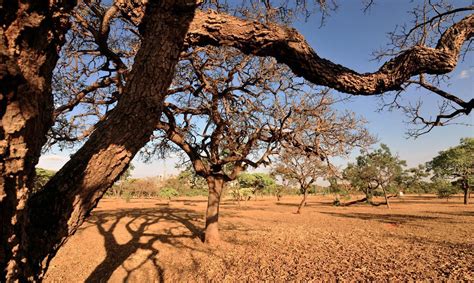 Deforestation in the Cerrado increases by almost 20% in 2022, according ...