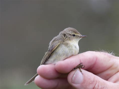 Lamsdell Bird Ringing and Wildlife Blog: Sculthorpe Moor - 9th April 2023