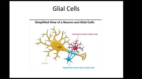 Glioblastoma. What is it and how it's treated. Explained - YouTube