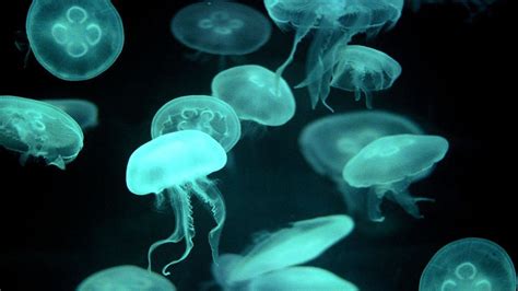 Glowing Jellyfish Wallpapers (67+ images)