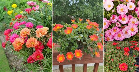 29 Different Types of Portulaca Varieties | Balcony Garden Web