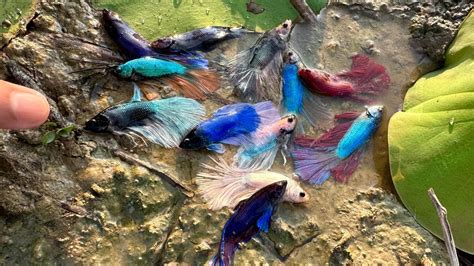 "Wild Betta Expedition: Searching for Nature's Betta Jewels - YouTube