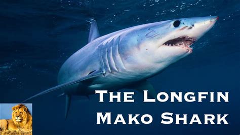 THE LONGFIN MAKO SHARK - YouTube