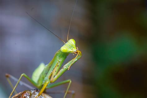 mantis insect macro photography premium photo 10516833 Stock Photo at Vecteezy